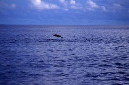 Animals;-Comoros-Archipelago;-Dolphin;-France;-Indian-Ocean;-Kaleidos;-Kaleidos-images;-La-parole-à-limage;-Laurent-Abad;-Leap;-Marine-life;-Marine-mammal;-Mayotte;-Sea;-Stories-Pictures